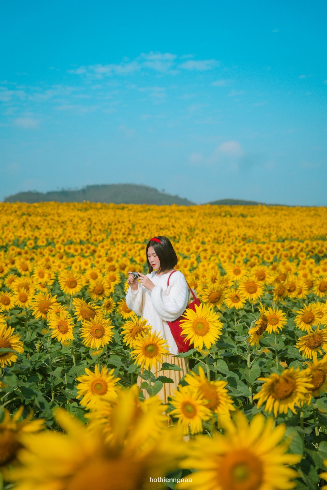 Cánh đồng hoa hướng dương ở Nghệ An cách Hà Nội 250km , điểm check - in lý tưởng - Ảnh 4. Cánh đồng hoa hướng dương ở Nghệ An cách Hà Nội 250km , điểm check - in lý tưởng - Ảnh 4.