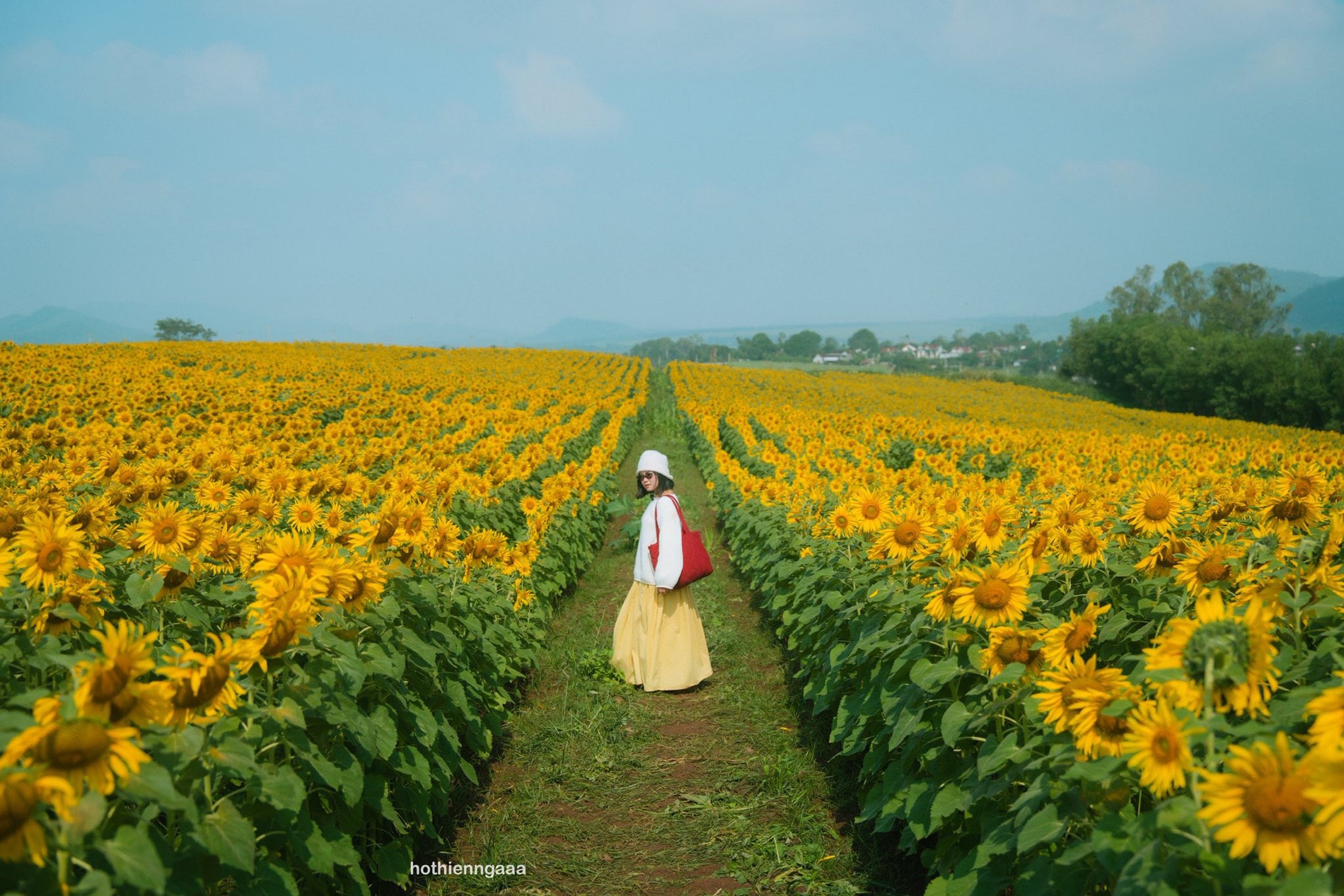 Cánh đồng hoa hướng dương ở Nghệ An cách Hà Nội 250km , điểm check - in lý tưởng - Ảnh 6. Cánh đồng hoa hướng dương ở Nghệ An cách Hà Nội 250km , điểm check - in lý tưởng - Ảnh 6.