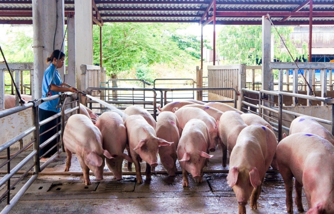 Trang trại nuôi heo tại miền Nam. Ảnh: Vissan
