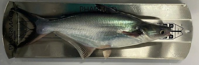 Cá tra giống. Ảnh: DeltaVax