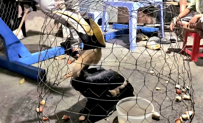 Chim hồng hoàng được anh Tín bỏ vào lồng gà trước khi báo lực lượng chức năng. Ảnh: Văn Tín