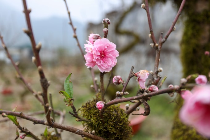 Đào, nhất chi mai Sapa, Lào Cai tất bật trước Tết Nguyên đán 2025. Ảnh: Hoàng Phong