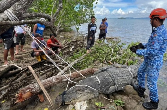 Người dân bắt được cá sấu khổng lồ dài 4 mét, nặng 500kg - Ảnh 1.