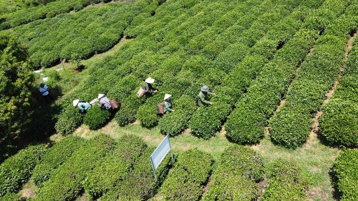 Thông tin mới nhất về 500 container chè mắc kẹt tại Pakistan - Ảnh 1.