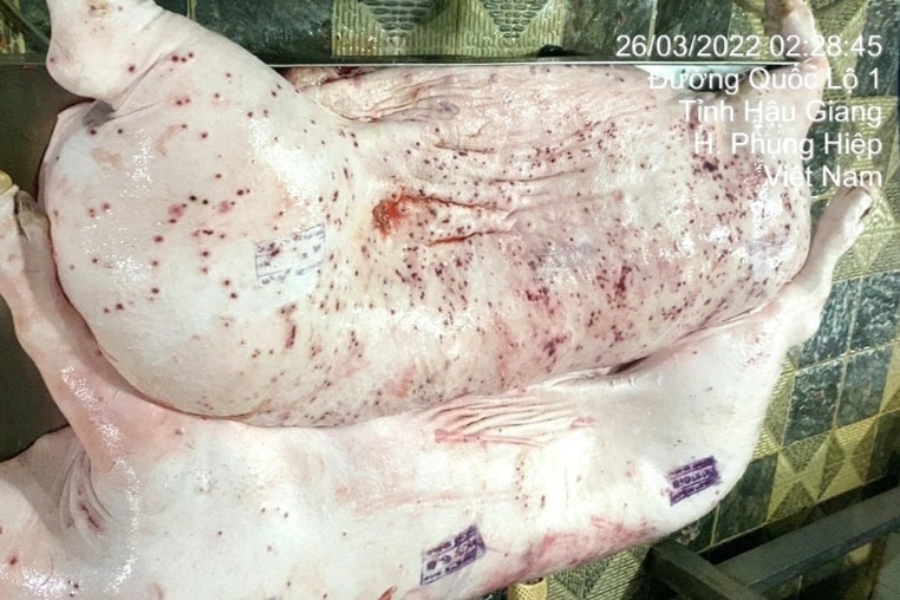 c.p-viet-nam-va-khung-hoang-bi-to-ban-thit-heo-benh-thit-heo-benh-.png
