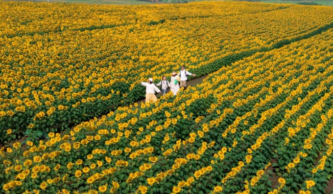 Mặc trang phục màu trắng sẽ giúp nổi bật ở cánh đồng hoa hướng dương. Ảnh: Blog của Rọt