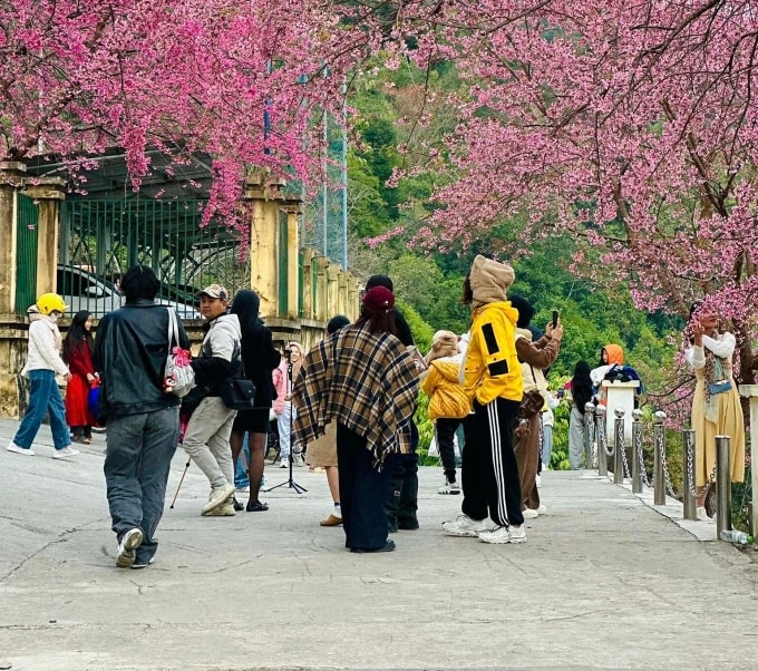 Du khách check in hoa mai anh đào trước đồn biên phòng Lũng Cú. Ảnh: Tí Lầu
