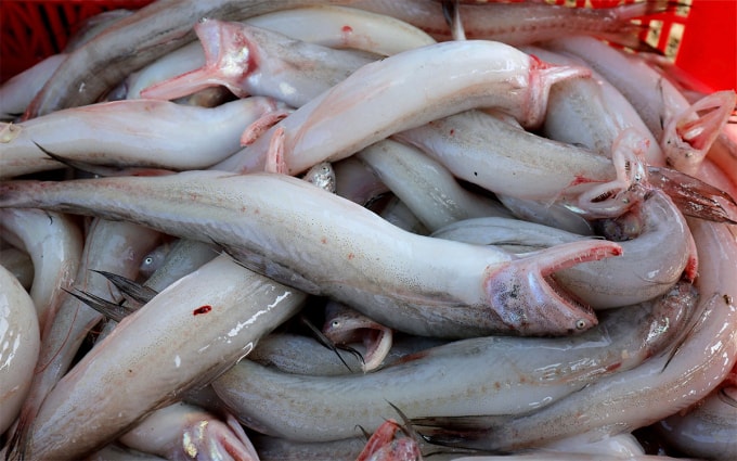 Cá cháo được bán tại một chợ dân sinh trên địa bàn tỉnh Hà Tĩnh. Ảnh: Đức Hùng