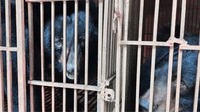 Cá thể gấu bị nuôi nhốt lấy mật ở Hà Nội. Ảnh: ENV