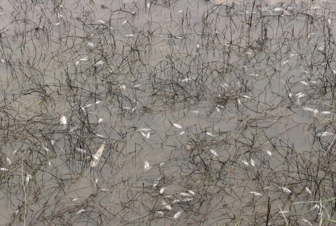 Cá chết sau khi dầu diesel tràn. Ảnh: Thạch Thảo