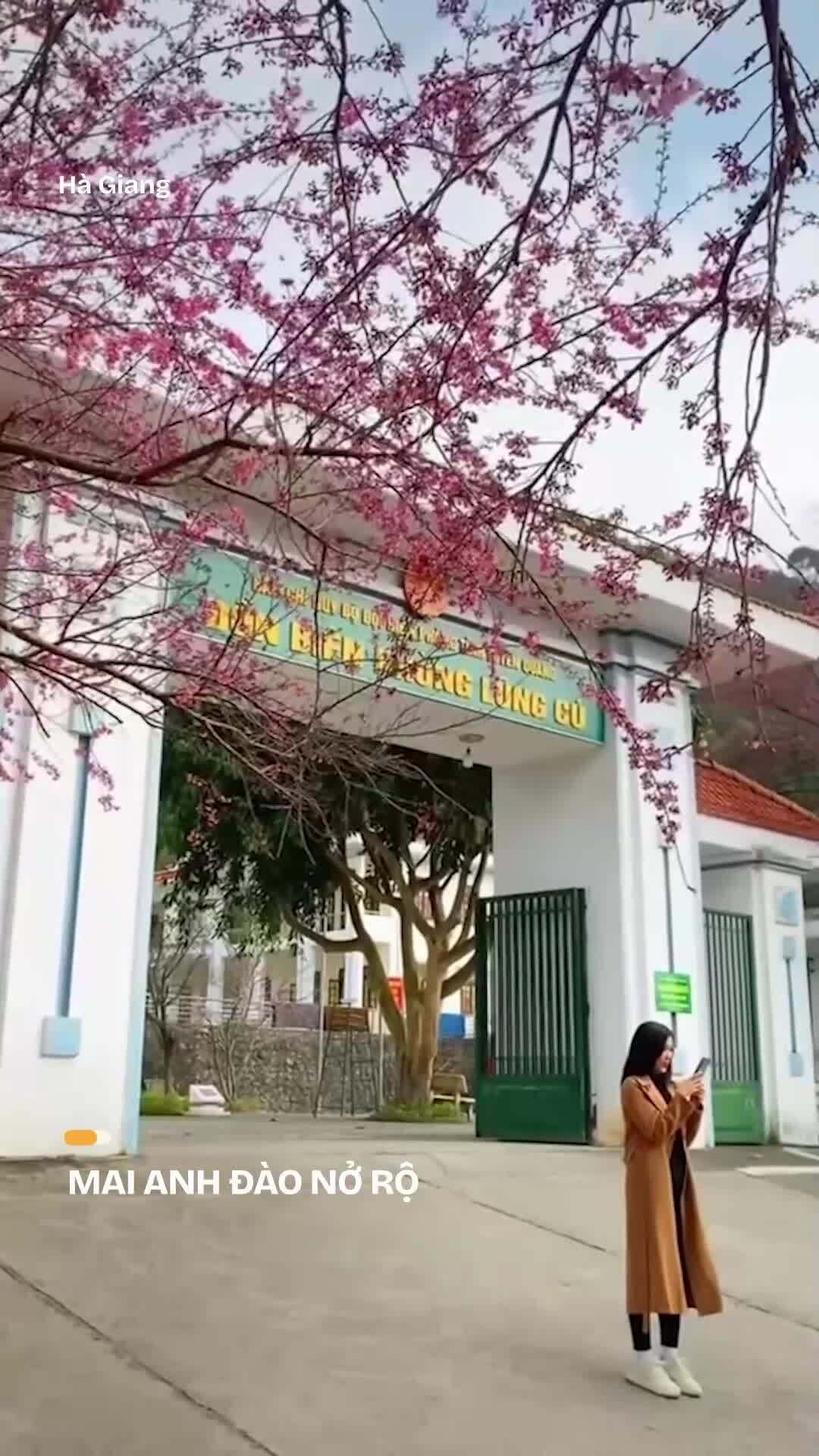 Khách đổ xô check in mai anh đào ở đồn biên phòng Lũng Cú