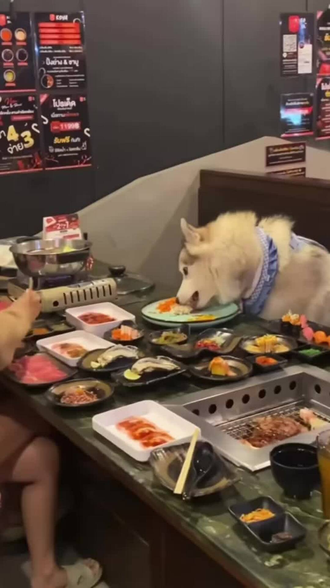 Nhà hàng cho phép khách ăn cùng chó cưng gây tranh cãi