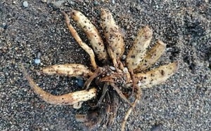 Kinh hoàng "Tam giác Đỏ": Cá mập trắng tấn công người lướt sóng - Ảnh 3.