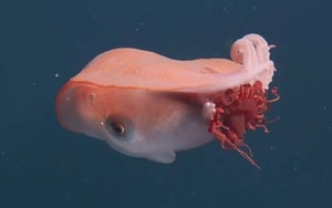 Vệ tinh của NASA đã chụp được một bức ảnh kinh hoàng về một trận sóng thần khổng lồ - Ảnh 4.