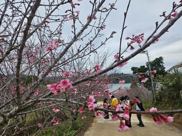 - Ảnh 2. - Ảnh 2.