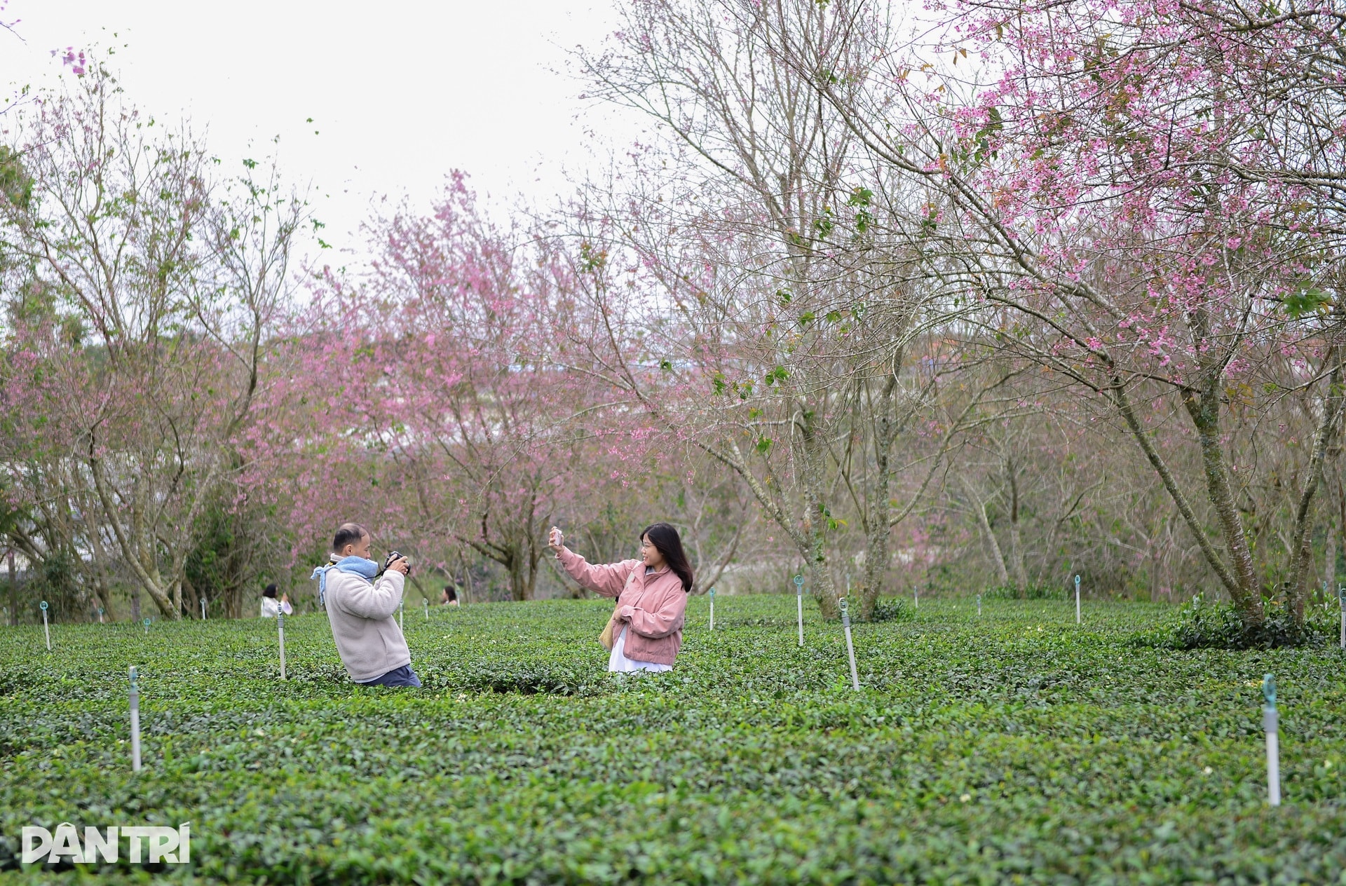 Mai anh đào Đà Lạt bung nở, du khách mê mẩn check-in - 7