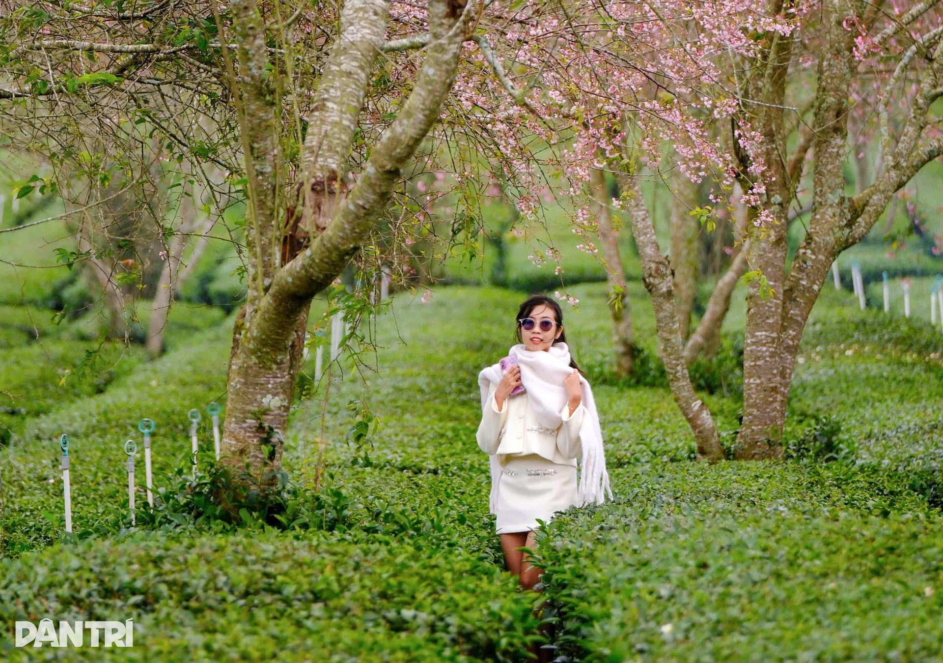 Mai anh đào Đà Lạt bung nở, du khách mê mẩn check-in - 9