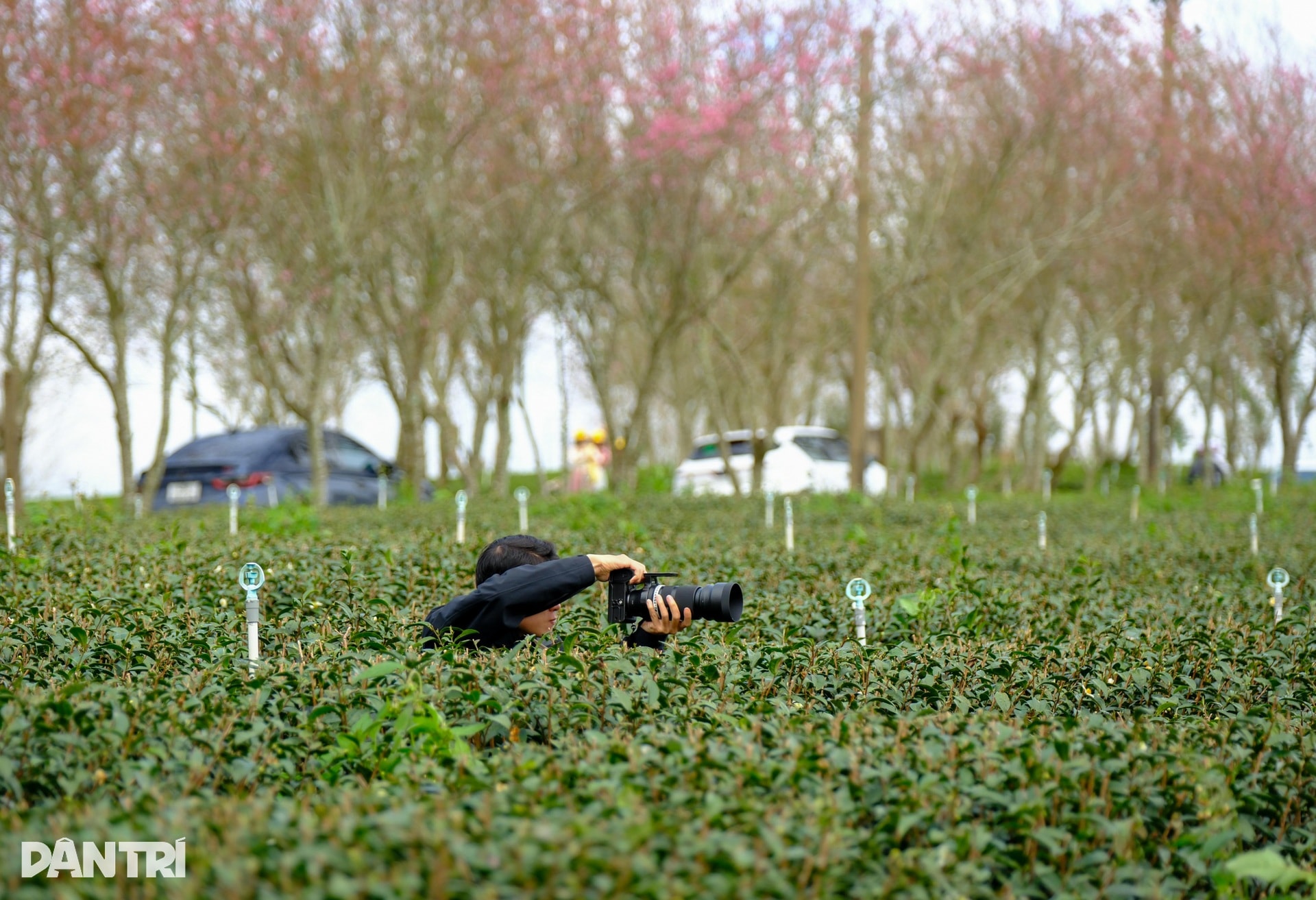 Mai anh đào Đà Lạt bung nở, du khách mê mẩn check-in - 10