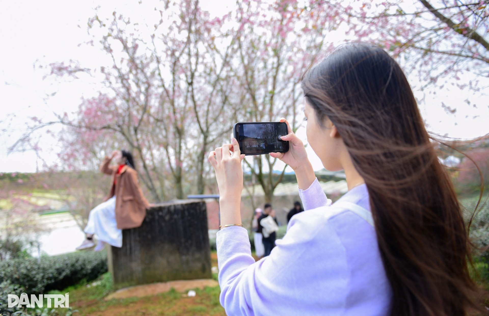 Mai anh đào Đà Lạt bung nở, du khách mê mẩn check-in - 11
