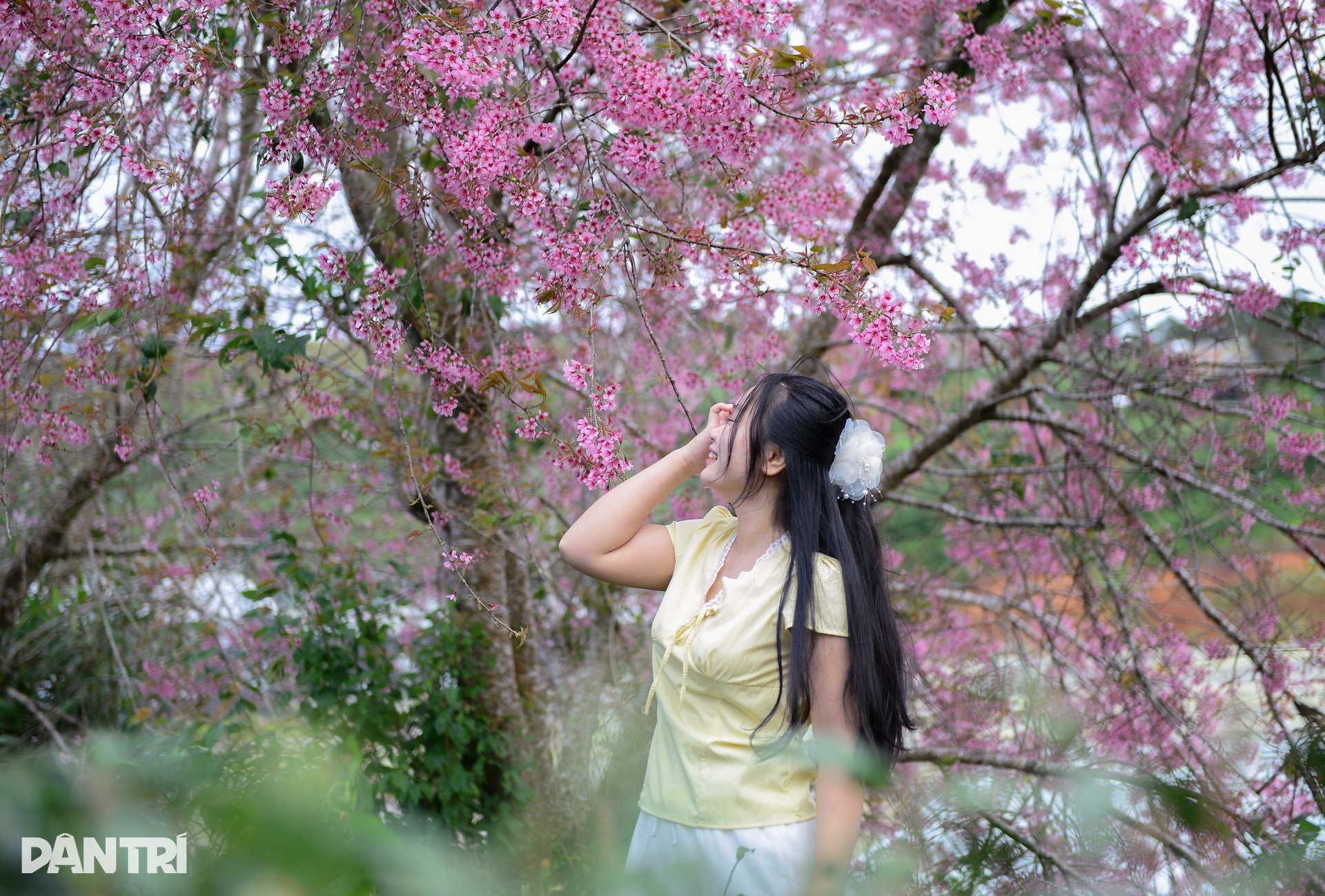 Mai anh đào Đà Lạt bung nở, du khách mê mẩn check-in - 2