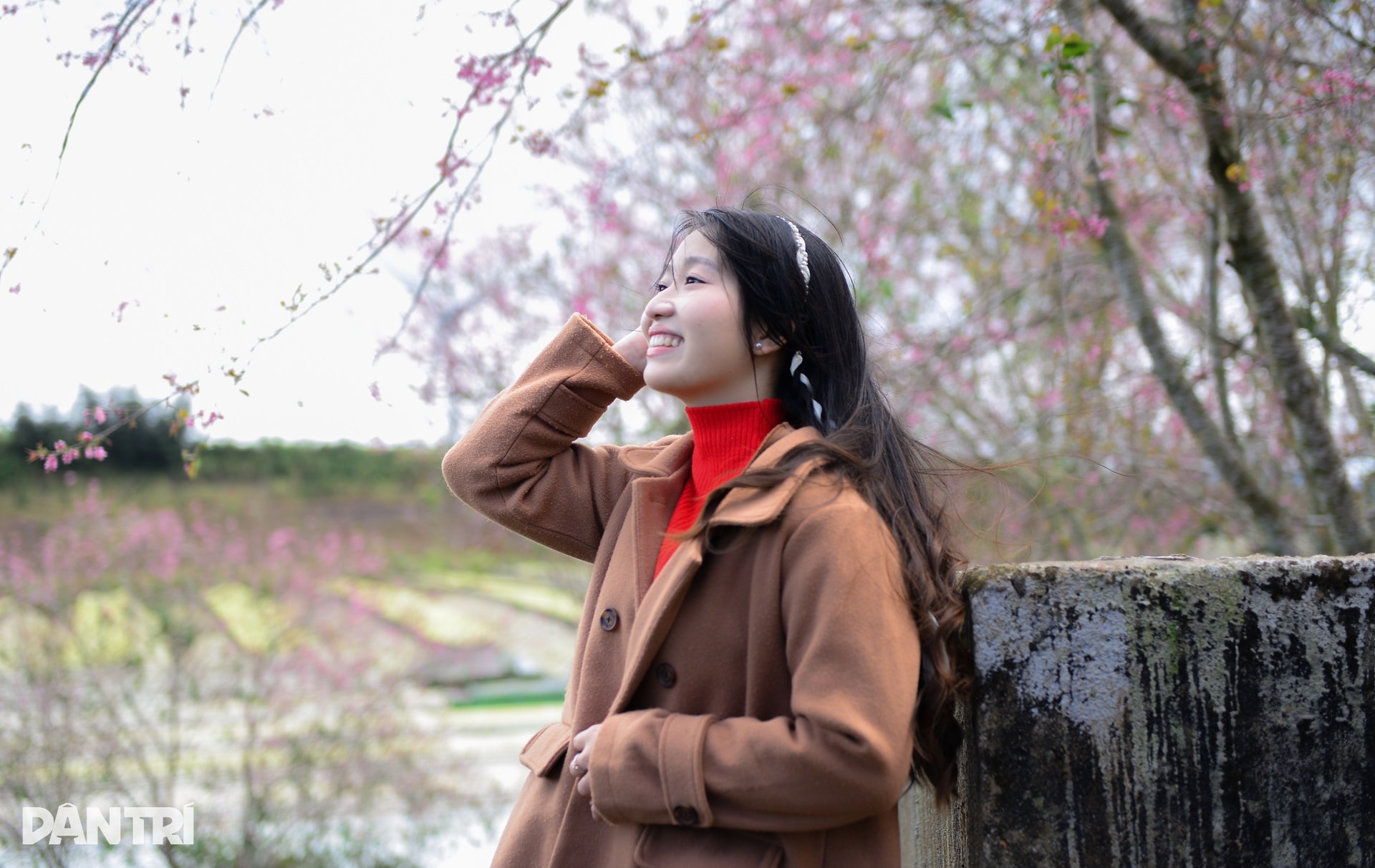 Mai anh đào Đà Lạt bung nở, du khách mê mẩn check-in - 8