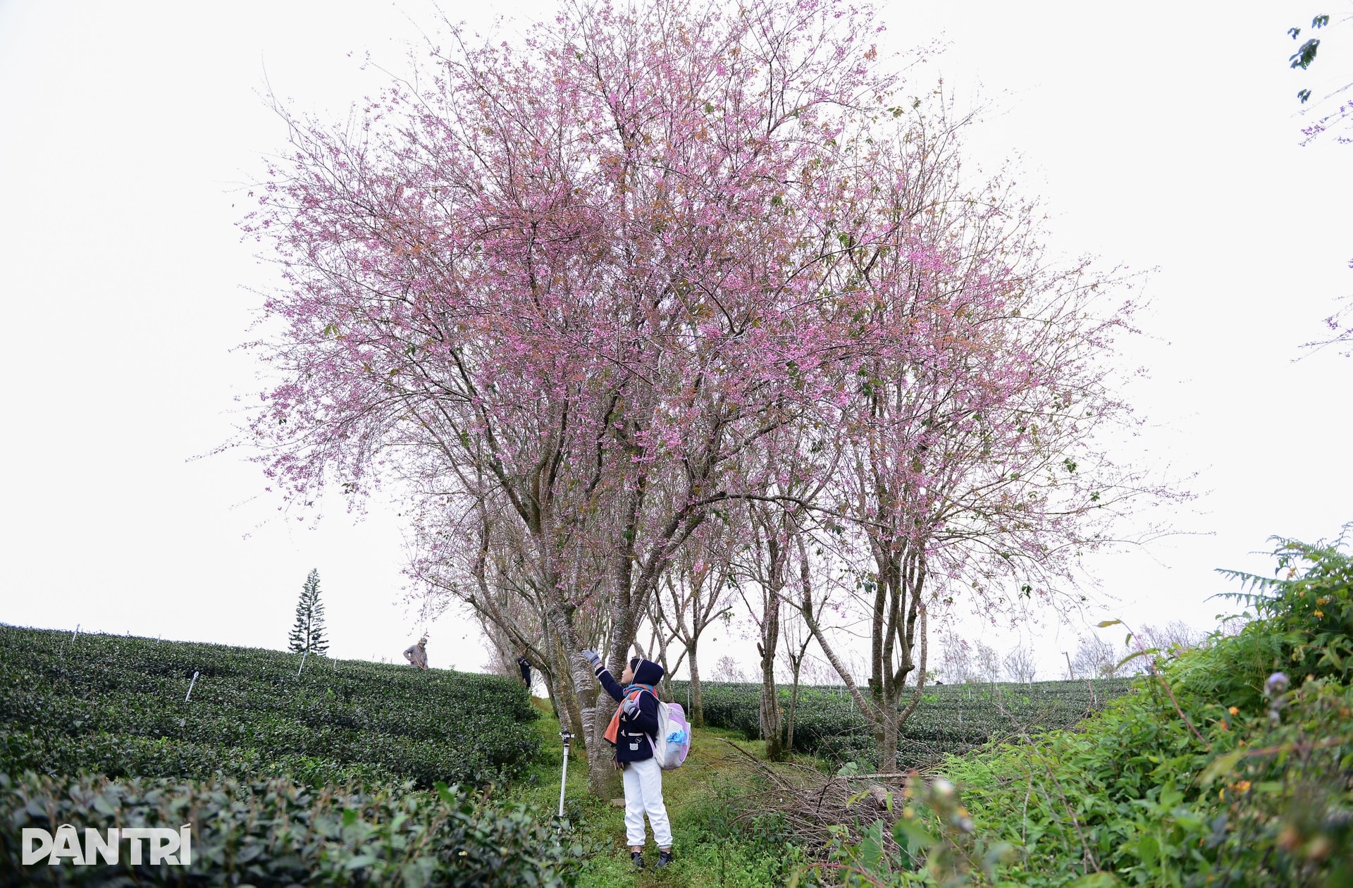 Mai anh đào Đà Lạt bung nở, du khách mê mẩn check-in - 3