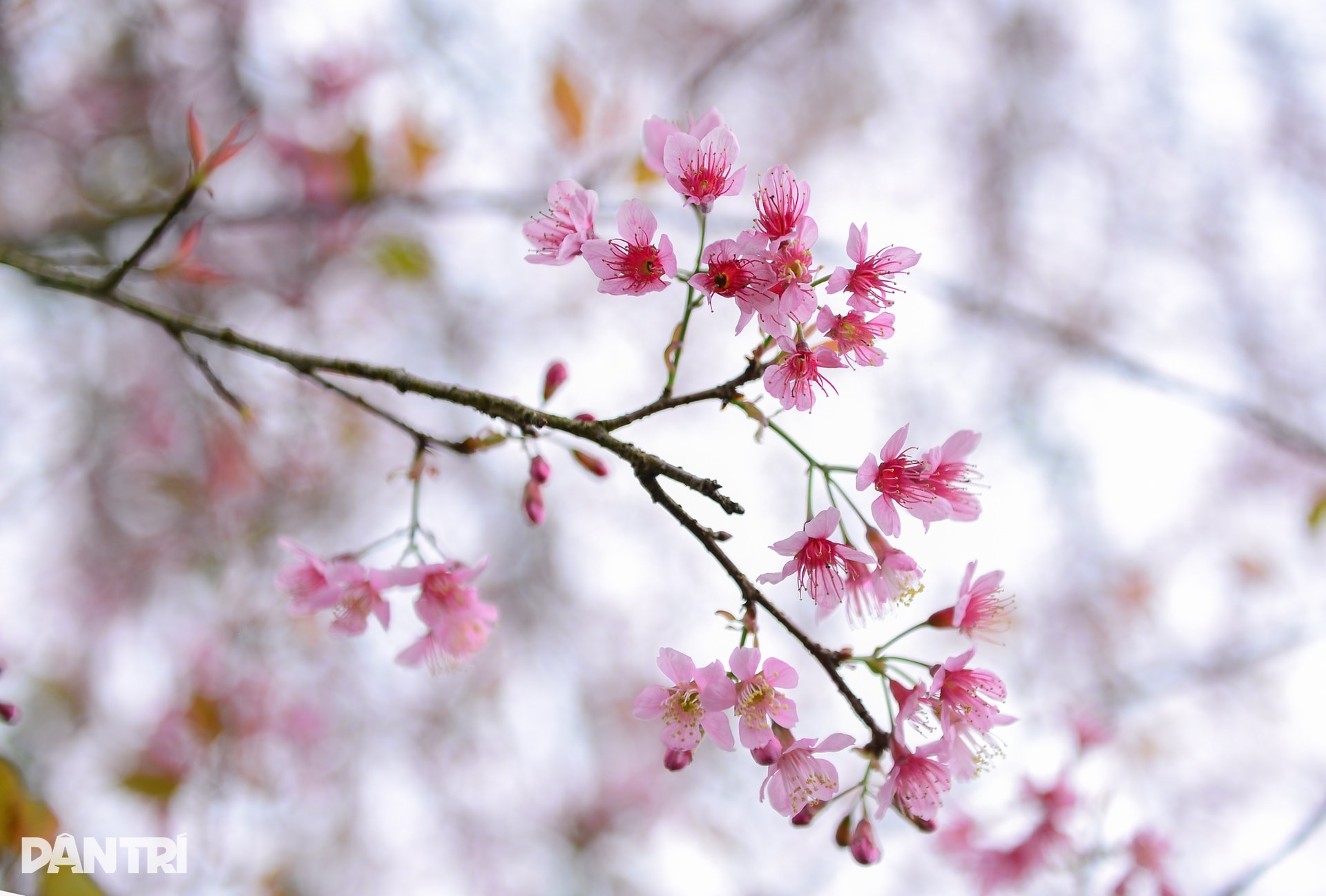 Mai anh đào Đà Lạt bung nở, du khách mê mẩn check-in - 1