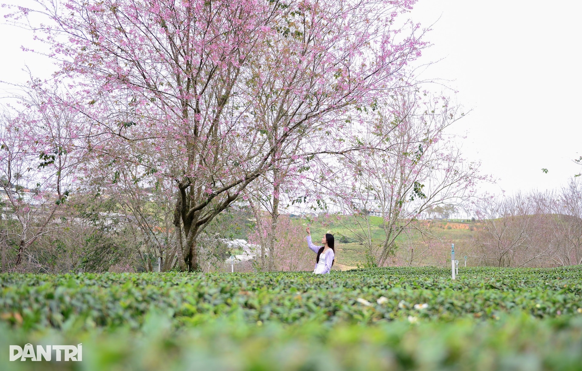 Mai anh đào Đà Lạt bung nở, du khách mê mẩn check-in - 6
