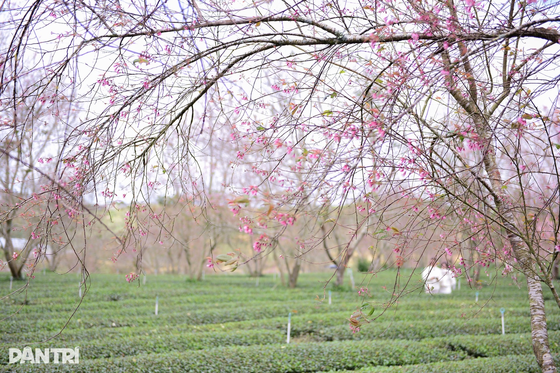 Mai anh đào Đà Lạt bung nở, du khách mê mẩn check-in - 5
