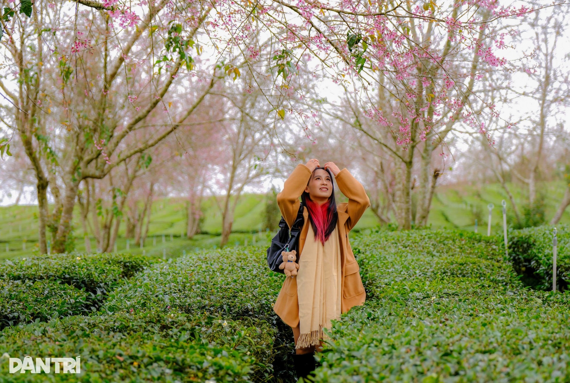 Mai anh đào Đà Lạt bung nở, du khách mê mẩn check-in - 4