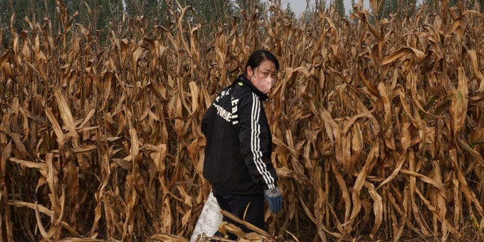 Con dâu của bà Liang Aiqin làm việc trên cánh đồng ngô chết khô ở Giao Châu, tỉnh Hà Nam, ngày 30/10 Ảnh: Jiang Xinyi/Sixth Tone