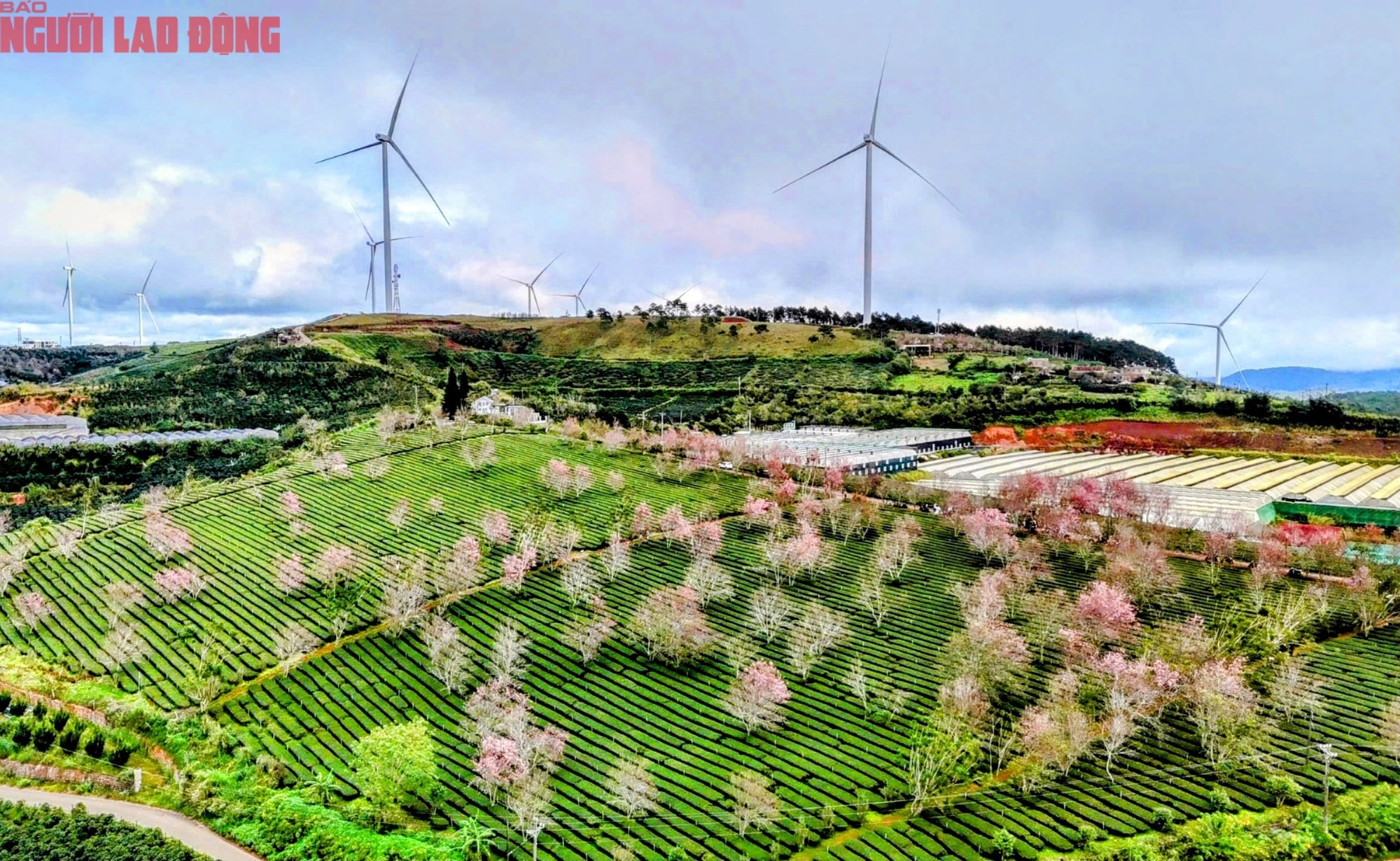 Du khách chen chân check-in với hoa mai anh đào nở sớm ở Đà Lạt - Ảnh 1.