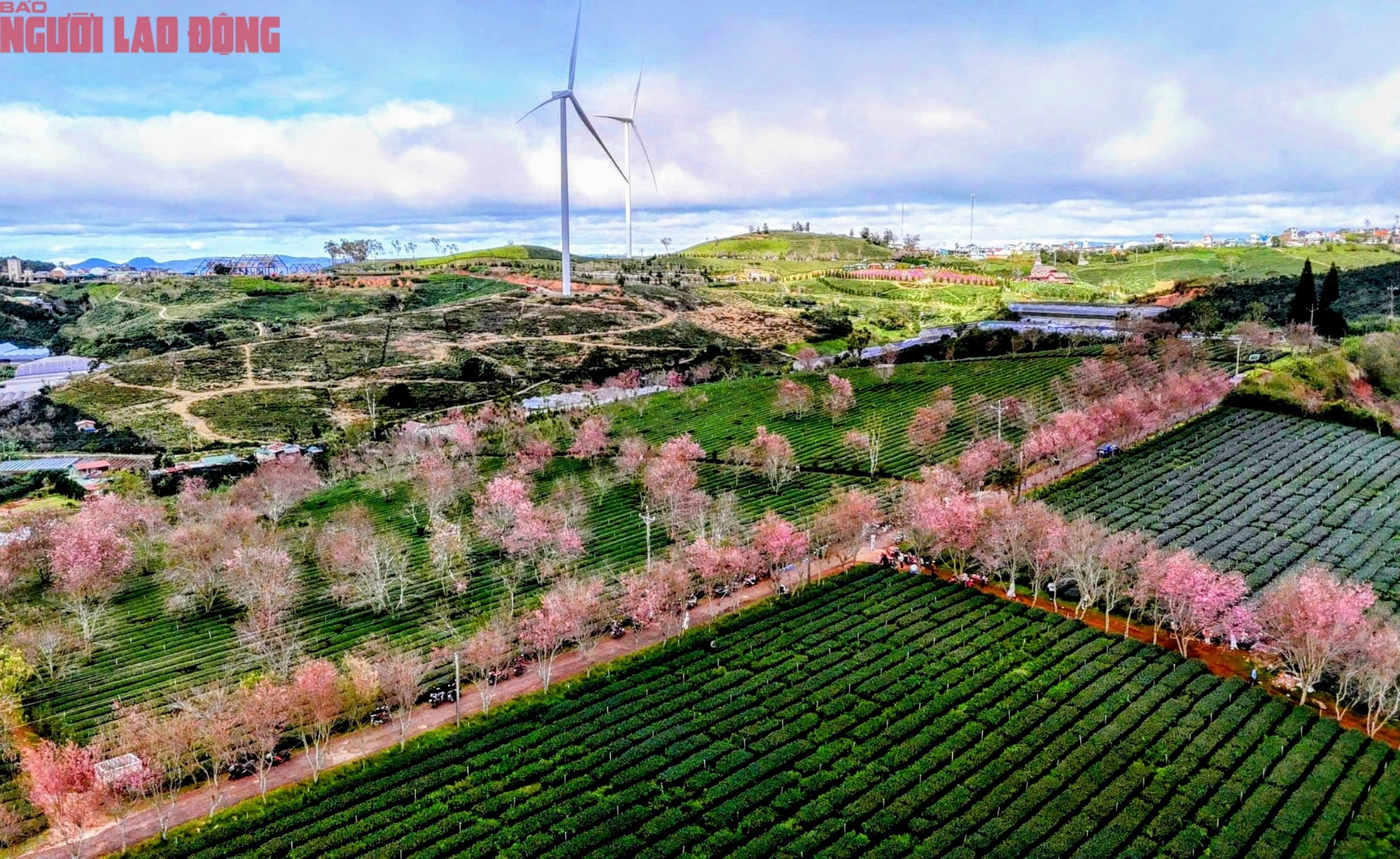 Du khách chen chân check-in với hoa mai anh đào nở sớm ở Đà Lạt - Ảnh 2.