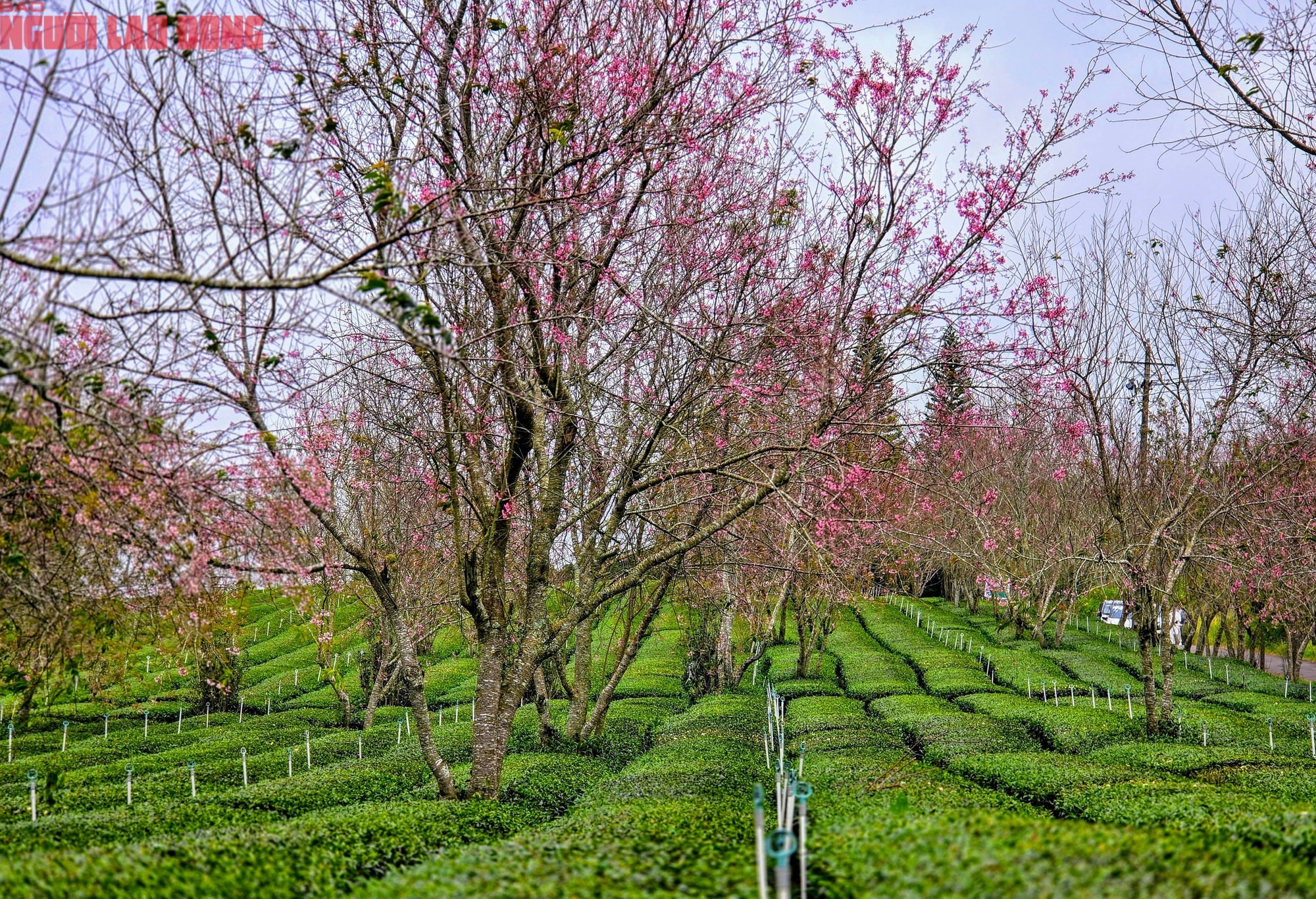 Du khách chen chân check-in với hoa mai anh đào nở sớm ở Đà Lạt - Ảnh 3.