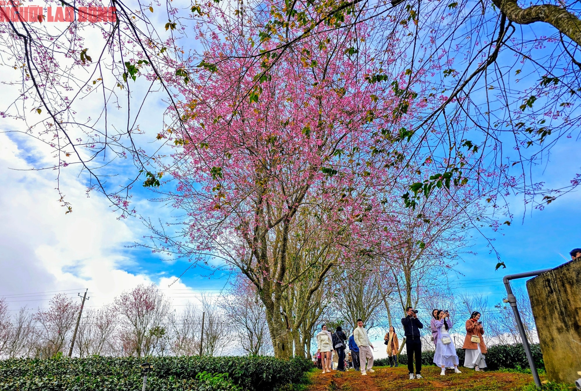 Du khách chen chân check-in với hoa mai anh đào nở sớm ở Đà Lạt - Ảnh 7.