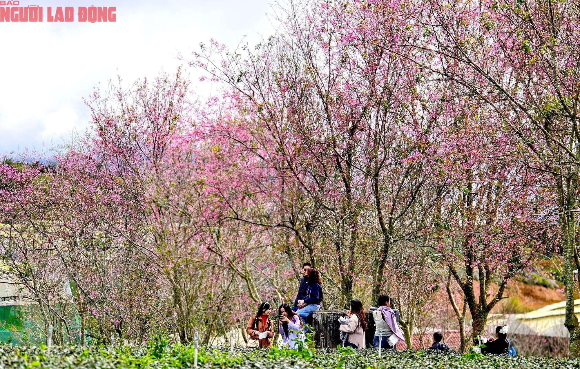 Du khách chen chân check-in với hoa mai anh đào nở sớm ở Đà Lạt - Ảnh 8.