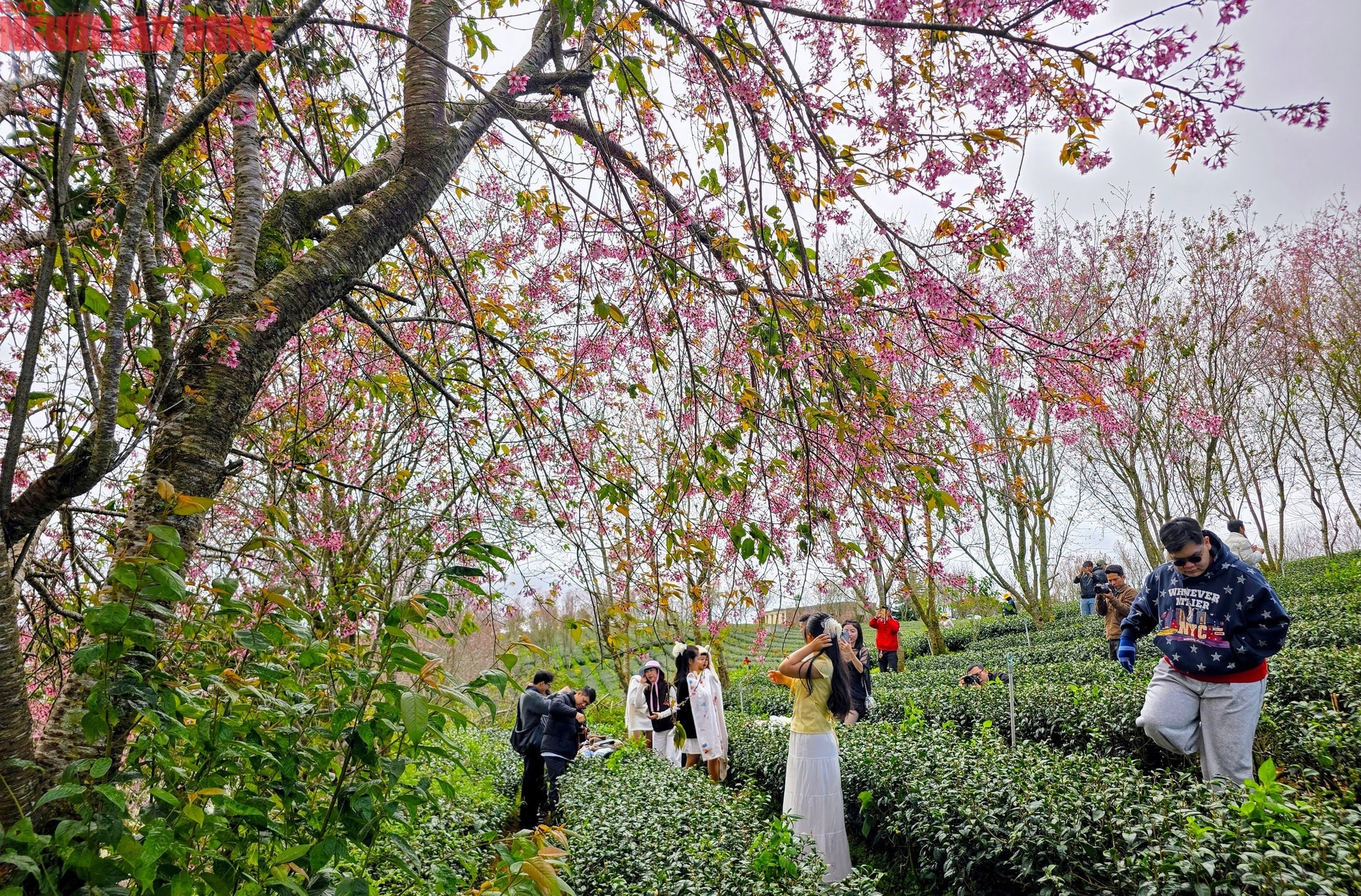 Du khách chen chân check-in với hoa mai anh đào nở sớm ở Đà Lạt - Ảnh 10.