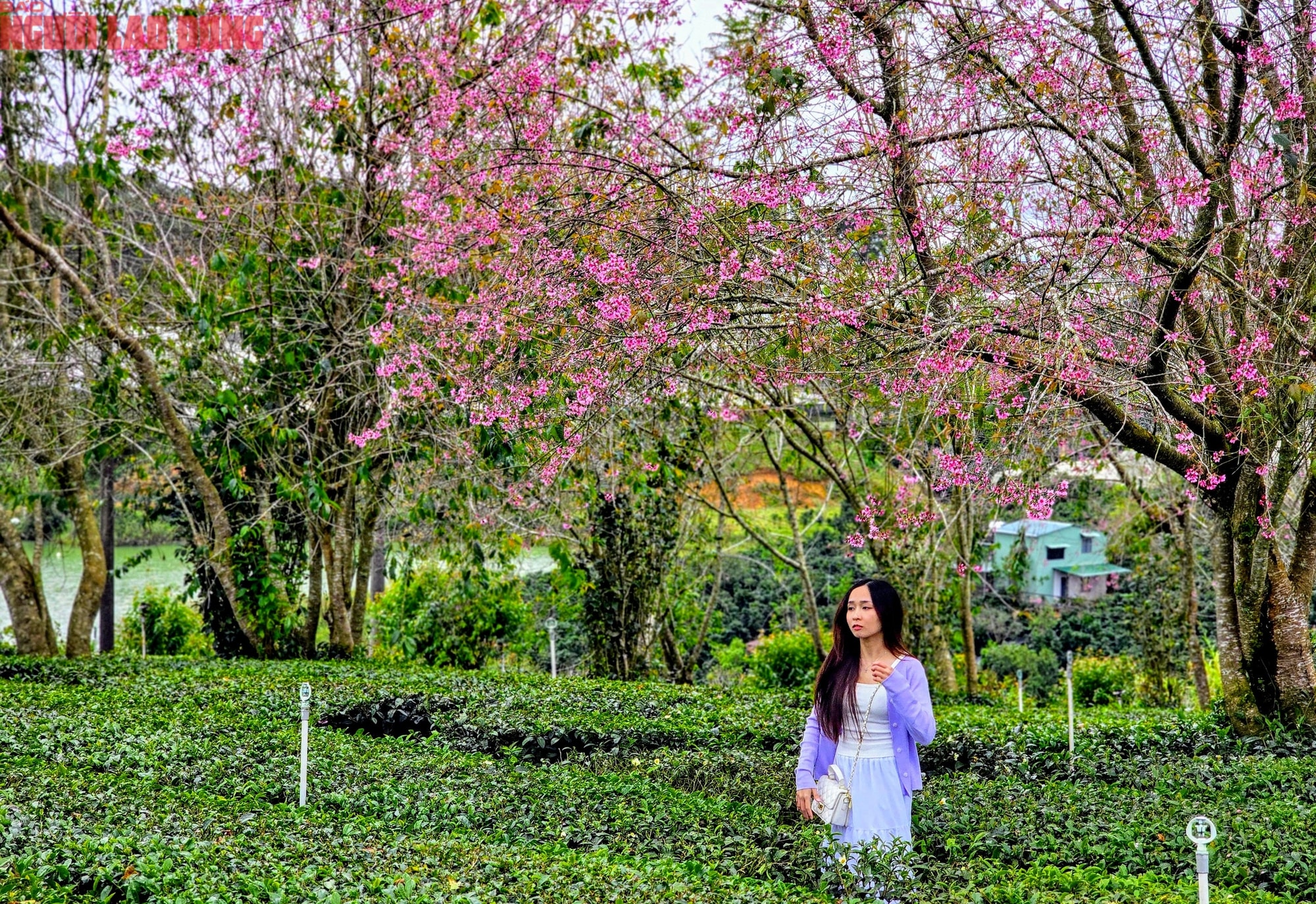 Du khách chen chân check-in với hoa mai anh đào nở sớm ở Đà Lạt - Ảnh 13.