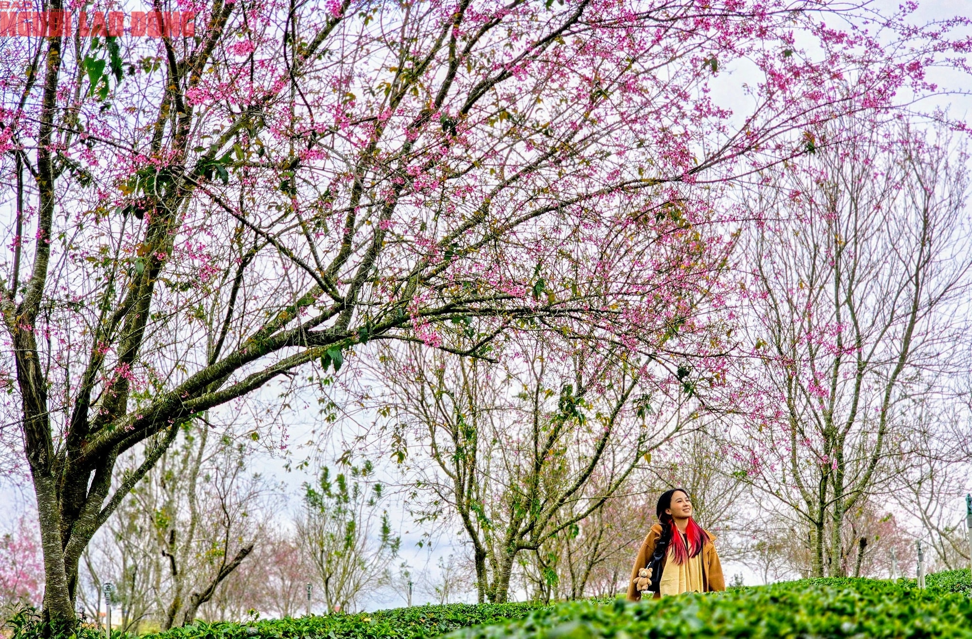 Du khách chen chân check-in với hoa mai anh đào nở sớm ở Đà Lạt - Ảnh 14.