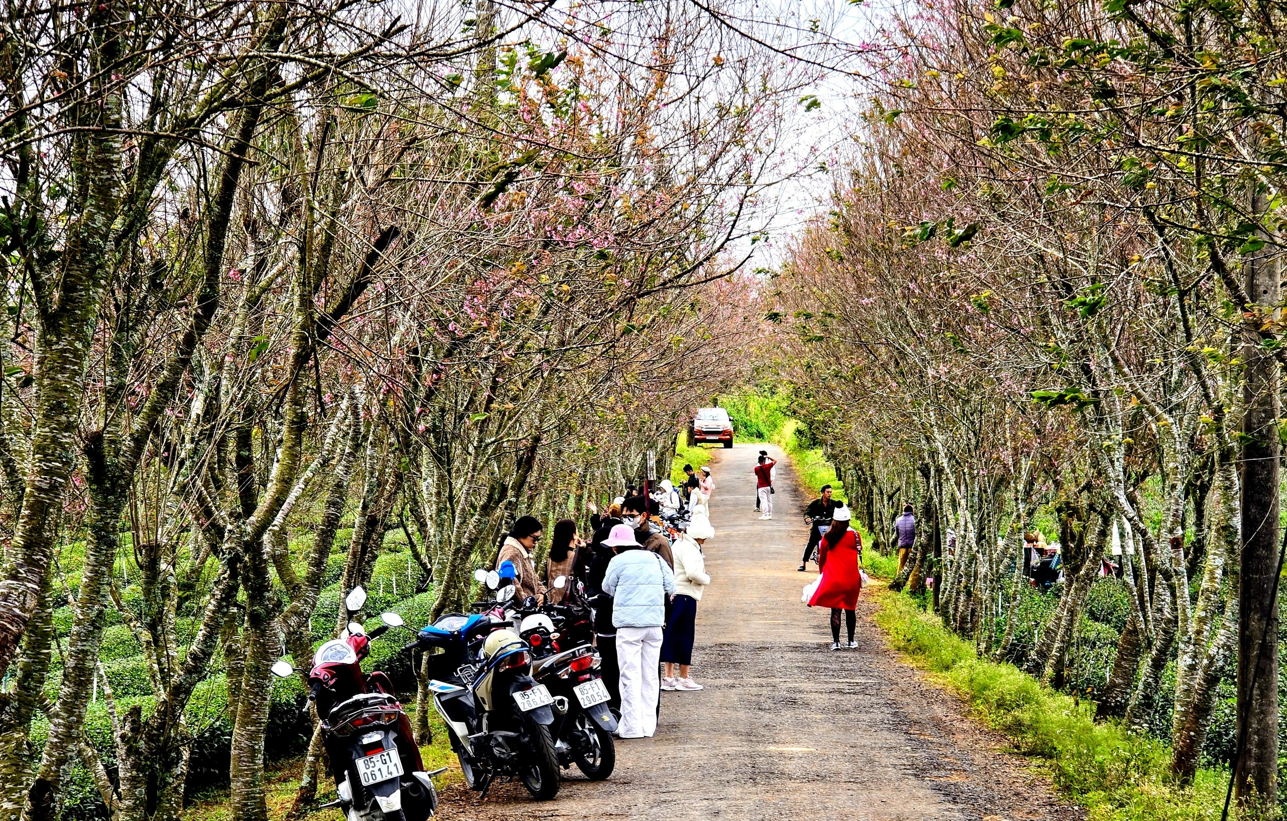 Du khách chen chân check-in với hoa mai anh đào nở sớm ở Đà Lạt - Ảnh 6.