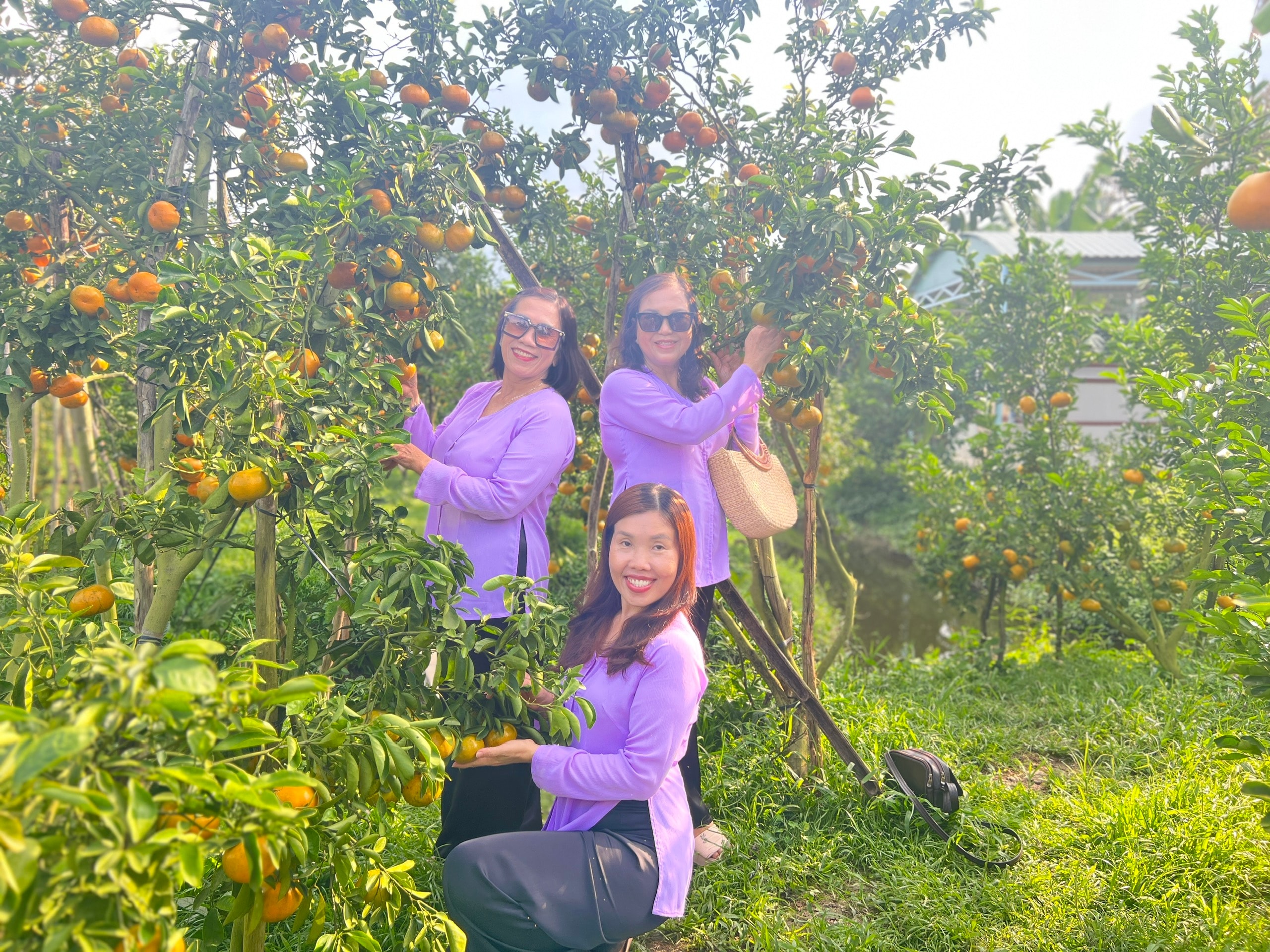 CLIP: Vườn quýt hồng hơn 20 năm tuổi ở Cần Thơ bỗng "hot" trước Tết - Ảnh 5.