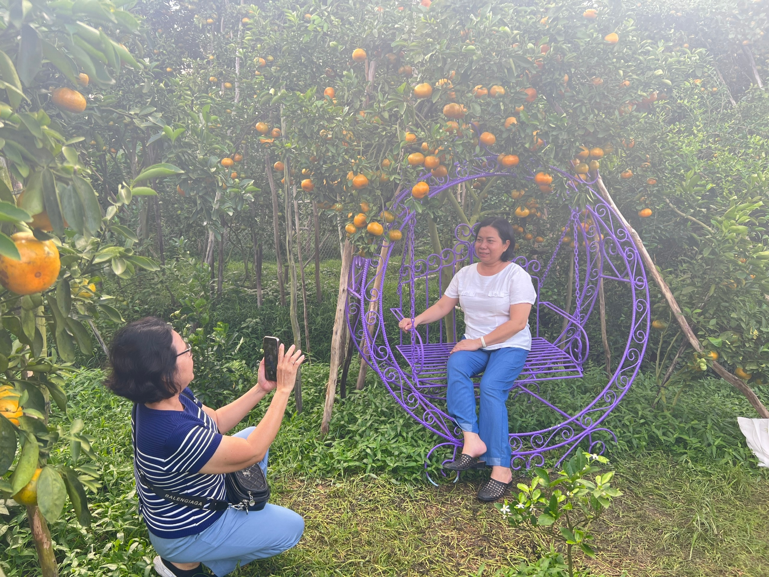 CLIP: Vườn quýt hồng hơn 20 năm tuổi ở Cần Thơ bỗng "hot" trước Tết - Ảnh 6.