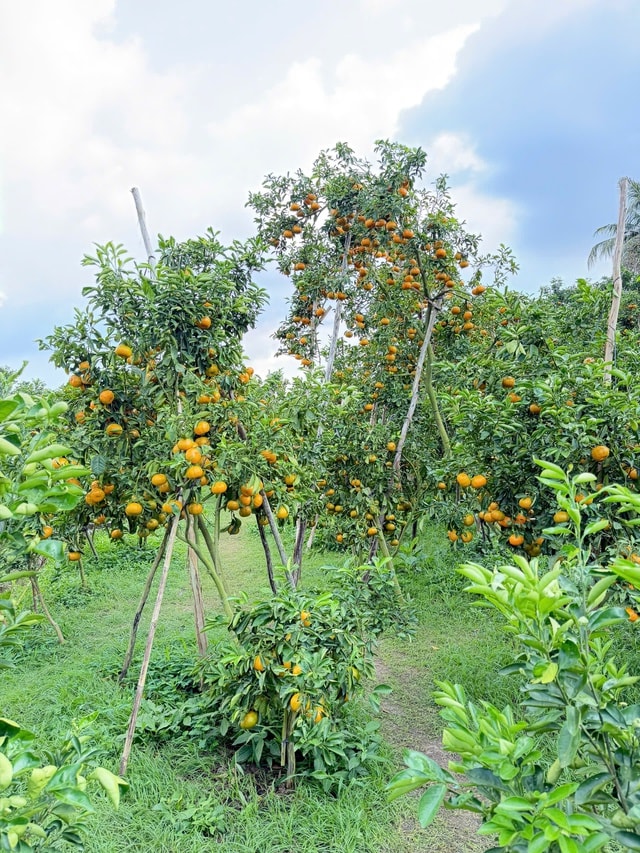 CLIP: Vườn quýt hồng hơn 20 năm tuổi ở Cần Thơ bỗng "hot" trước Tết - Ảnh 2.