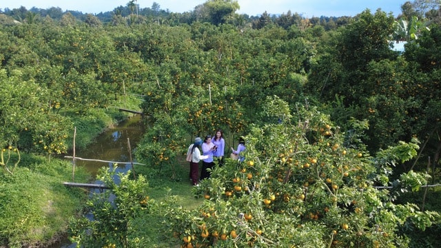CLIP: Vườn quýt hồng hơn 20 năm tuổi ở Cần Thơ bỗng "hot" trước Tết - Ảnh 1.