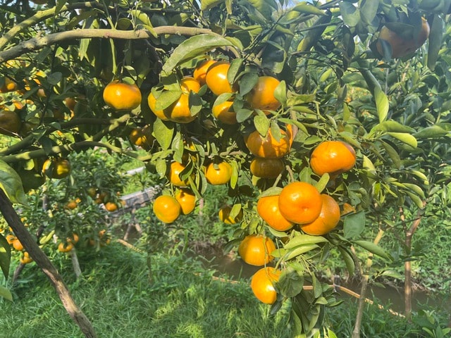 CLIP: Vườn quýt hồng hơn 20 năm tuổi ở Cần Thơ bỗng "hot" trước Tết - Ảnh 3.