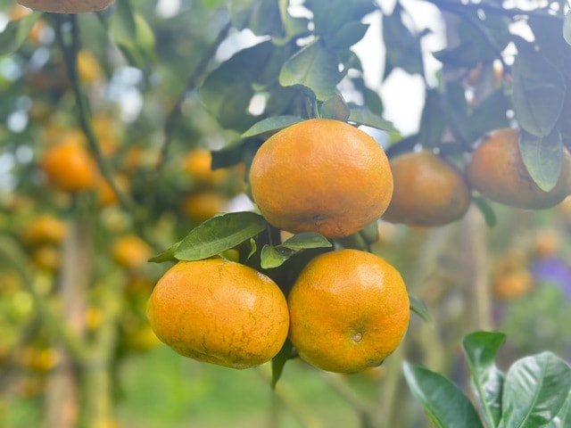 CLIP: Vườn quýt hồng hơn 20 năm tuổi ở Cần Thơ bỗng "hot" trước Tết - Ảnh 4.