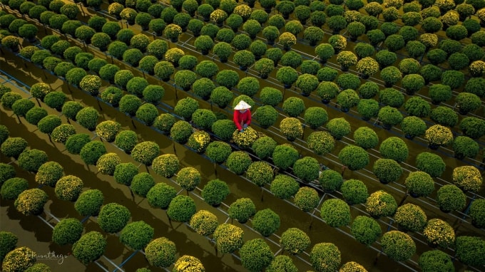 Một góc làng hoa Sa Đéc năm 2024. Ảnh: Bùi Văn Hải