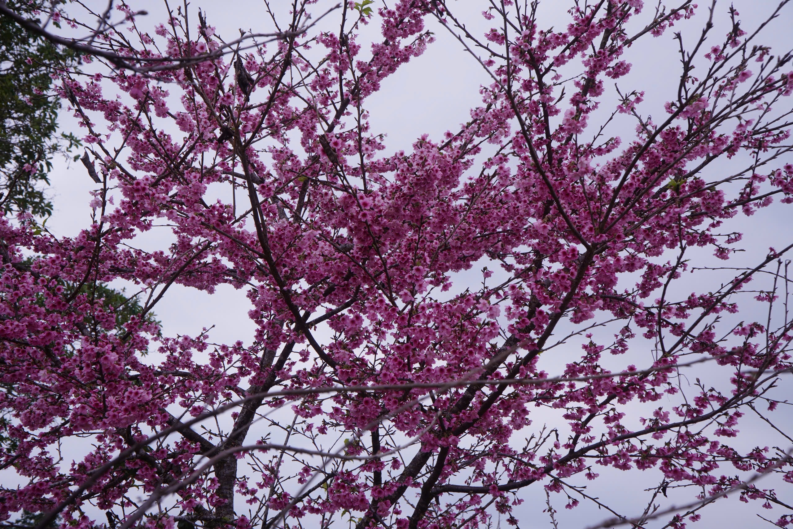 Tết Dương lịch này, lên Điện Biên check-in rừng hoa anh đảo đang nở rộ - Ảnh 12.