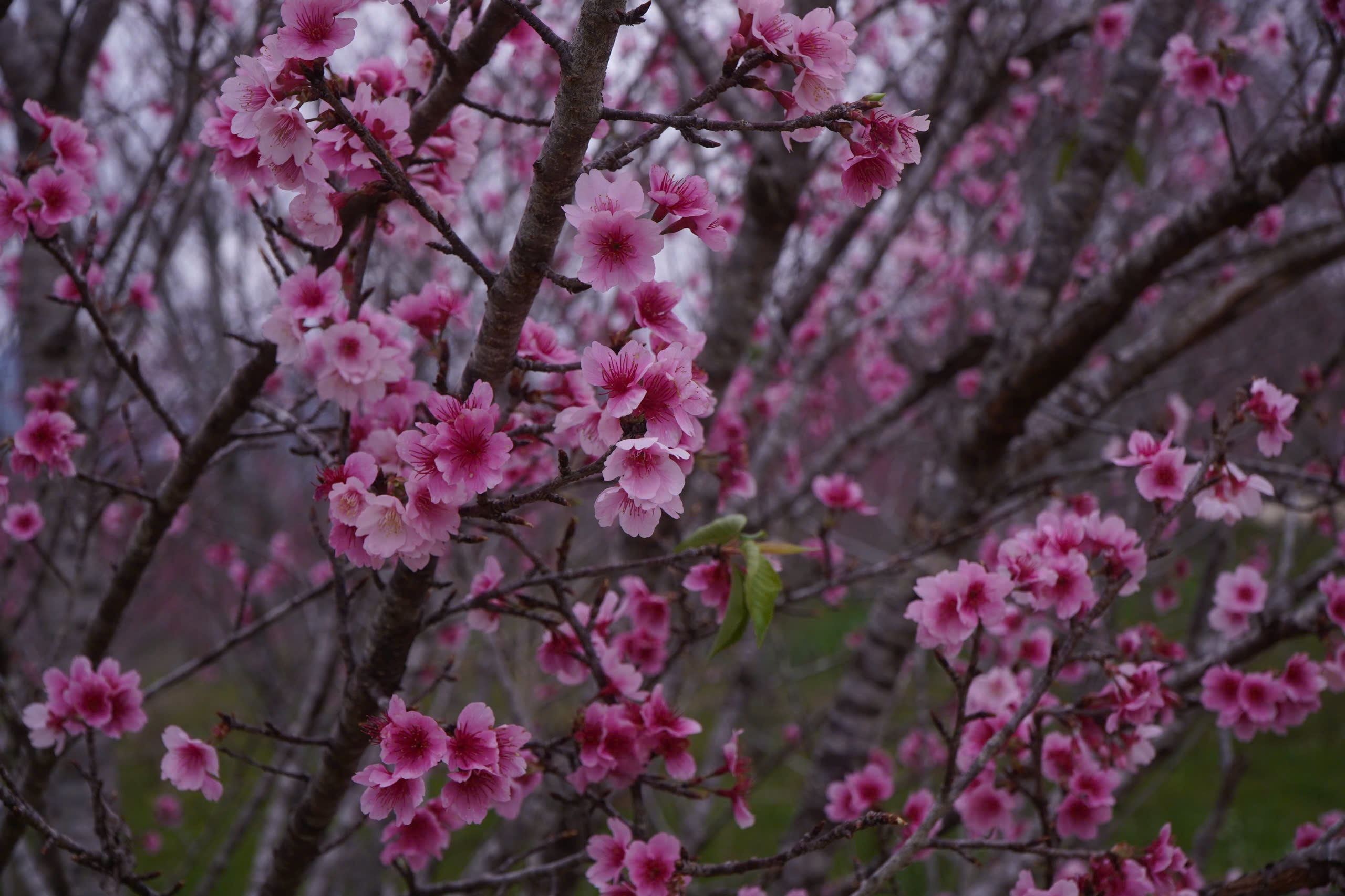 Tết Dương lịch này, lên Điện Biên check-in rừng hoa anh đảo đang nở rộ - Ảnh 11.