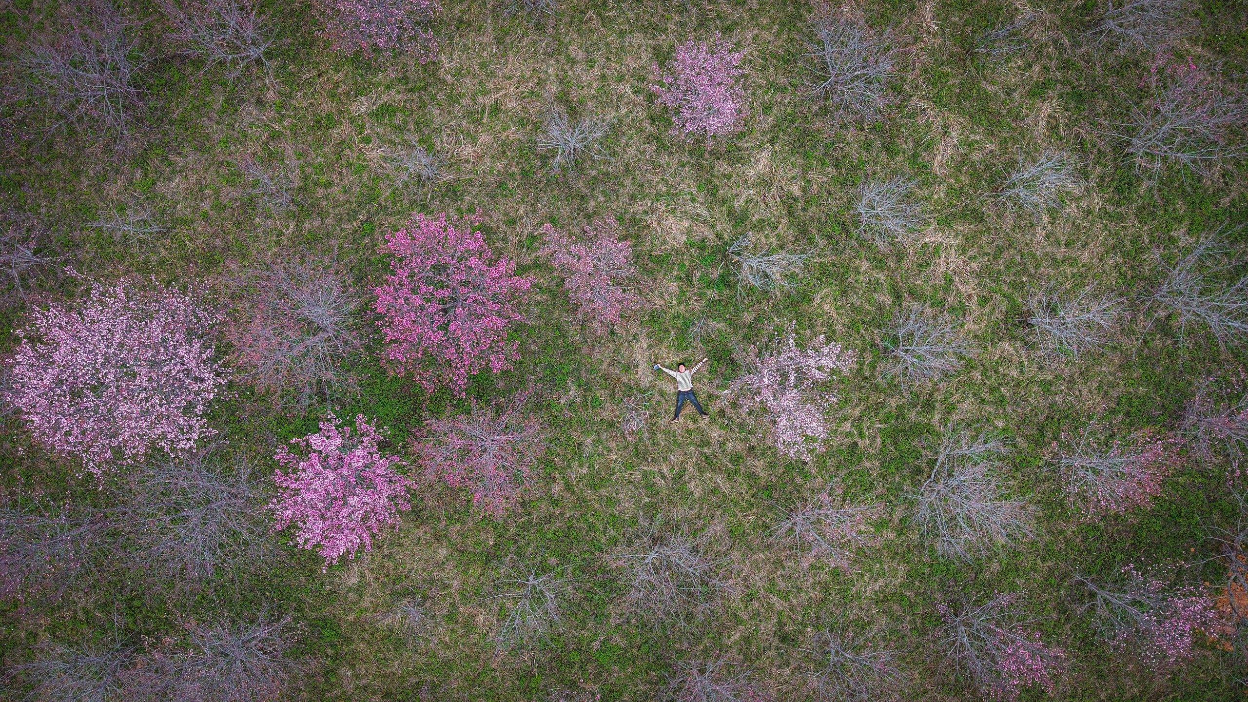 Tết Dương lịch này, lên Điện Biên check-in rừng hoa anh đảo đang nở rộ - Ảnh 2.